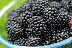 BLACKBERRY