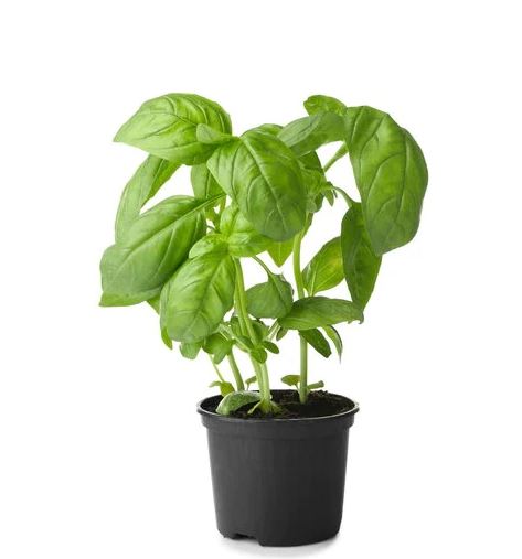 BASIL POT