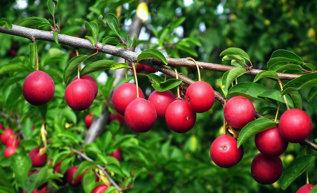 Plums Red
