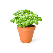 Basil Pot (Check)